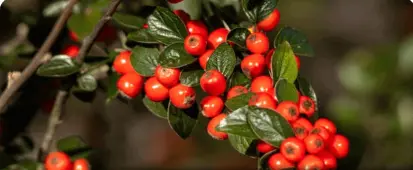 Bearberry