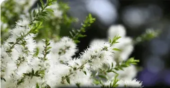 Australian Tea Tree Oil